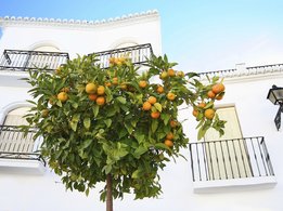 Un naranjo frente a una casa